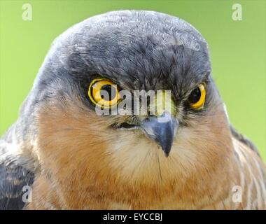 Der Vögel Augen anderen Augen für unterschiedliche Ansichten der Welt. Stockfoto