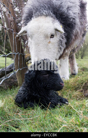 Herdwick Schaf mit Neugeborenen Lämmern, Cumbria, UK Stockfoto