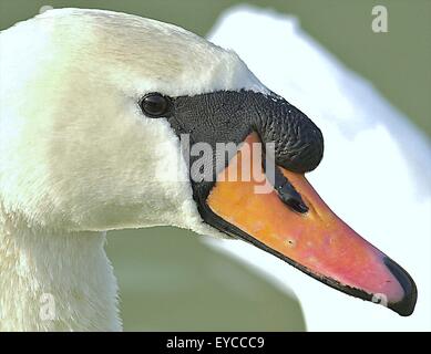 Vögel Augen - verschiedene für verschiedene Ansichten der Welt. Stockfoto