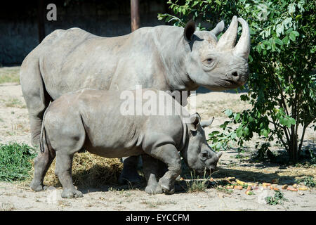 Zwei jungen schwarzen Nashorn oder Haken-lippige Rhinoceros (Diceros Bicornis) bekam der name Molly und Josef aus Moderator und model Monika Leova und Publizist Michal Horacek im Zoo Dvur Kralove nad Labem, Tschechische Republik, 26. Juli 2015. Zwei Nashörner wurden geboren am Januar im Zoo Dvur Kralove nad Labem in diesem Jahr. Sie sind in der wilden Natur vom Aussterben bedroht. Auf dem Bild sieht man Cub Rhino Josef mit es ist Mama Jessi. (CTK Foto/David Tanecek) Stockfoto