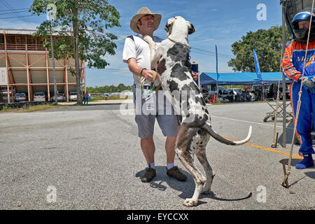 Deutsche Dogge Harlekin 65 Kilo und 2 Meter hoch, liebevoll Gruß Besitzer stehen. Stockfoto