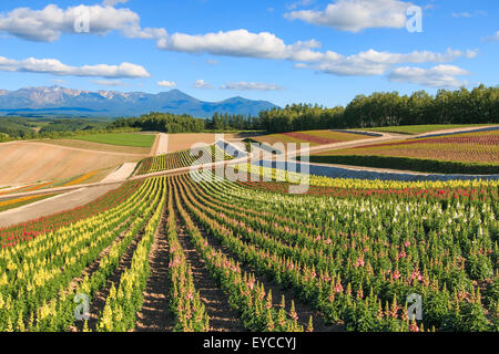 Blumengarten in Kamifurano, mit Blick auf die Berge in Furano, Hokkaido, Japan Stockfoto