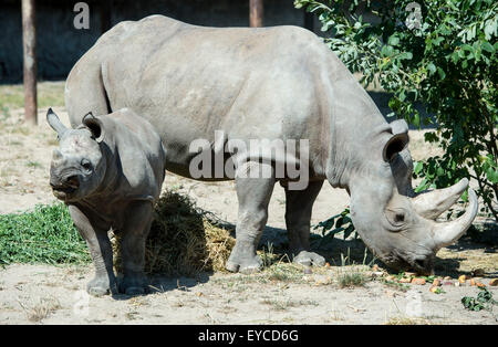 Zwei jungen schwarzen Nashorn oder Haken-lippige Rhinoceros (Diceros Bicornis) bekam der name Molly und Josef aus Moderator und model Monika Leova und Publizist Michal Horacek im Zoo Dvur Kralove nad Labem, Tschechische Republik, 26. Juli 2015. Zwei Nashörner wurden geboren am Januar im Zoo Dvur Kralove nad Labem in diesem Jahr. Sie sind in der wilden Natur vom Aussterben bedroht. Auf dem Bild sieht man Cub Rhino Josef mit es ist Mama Jessi. (CTK Foto/David Tanecek) Stockfoto