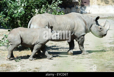 Zwei jungen schwarzen Nashorn oder Haken-lippige Rhinoceros (Diceros Bicornis) bekam der name Molly und Josef aus Moderator und model Monika Leova und Publizist Michal Horacek im Zoo Dvur Kralove nad Labem, Tschechische Republik, 26. Juli 2015. Zwei Nashörner wurden geboren am Januar im Zoo Dvur Kralove nad Labem in diesem Jahr. Sie sind in der wilden Natur vom Aussterben bedroht. Auf dem Bild sieht man Cub Rhino Josef mit es ist Mama Jessi. (CTK Foto/David Tanecek) Stockfoto
