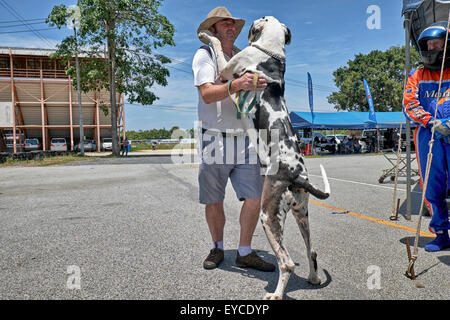 Deutsche Dogge Harlekin 65 Kilo und 2 Meter hoch, liebevoll Gruß Besitzer stehen. Stockfoto