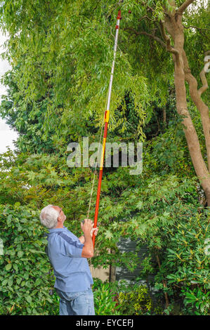 Langstielige Baum Astschere. Stockfoto