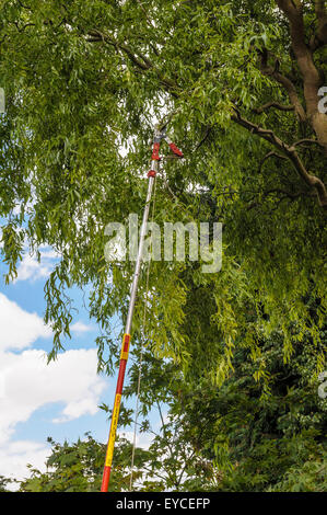 Langstielige Baum Astschere. Stockfoto