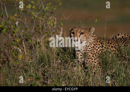 Weibliche Gepard (Acinonyx Jubatus) sitzen auf einem grasbewachsenen Hügel in der Serengeti. Stockfoto