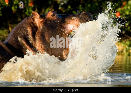 Flusspferd (Hippopotamus Amphibius) heben den Kopf aus dem Wasser, macht einen großen Sprung, wie er es tut. Stockfoto