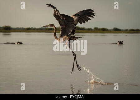 Goliath Reiher (Ardea Goliath) ausziehen, mit zwei Flusspferde beobachten im Hintergrund. Stockfoto