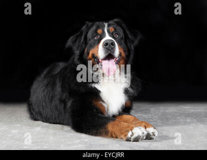 Berner Sennenhund liegend im Studio vor schwarzem Hintergrund Stockfoto
