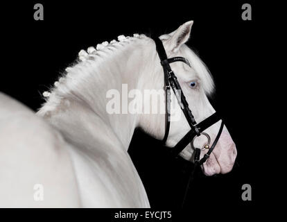 Deutsche weiße Pony Zaum vor schwarzem Hintergrund, Porträt Stockfoto