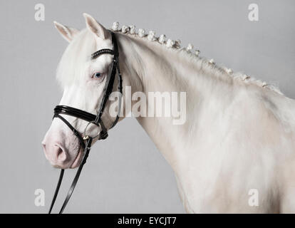 Deutsche weiße Pony mit Zaum vor grauem Hintergrund, Porträt Stockfoto