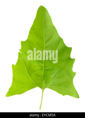 Spinat-Blatt auf dem weißen Hintergrund isoliert. Stockfoto