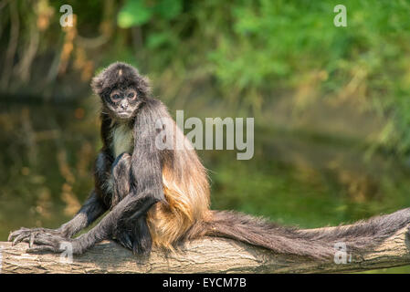 Porträt von Geoffroy Klammeraffe (Ateles Geoffroyi sitzt auf einem Baum Stockfoto