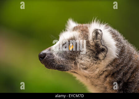 Profil Portrait des Ring-tailed Lemuren (Lemur Catta) Stockfoto