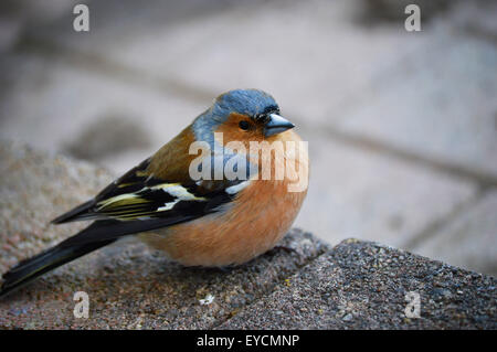 Männlichen Buchfinken (Fringilla Coelebs), sitzt auf einem Schritt. Stockfoto