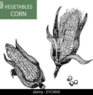 Mais-Reihe von Vektor-illustration Stock Vektor