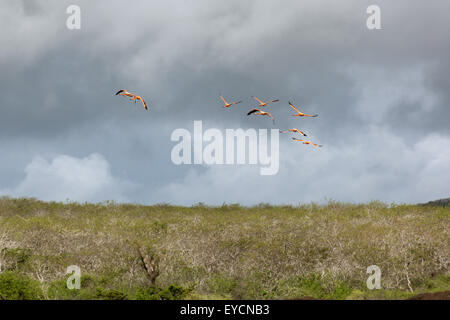 Flug von niedrig fliegenden Flamingos bei stürmischem Wetter. Aufgrund der Verschiebung Technik verschwimmen die Umgebung Stockfoto