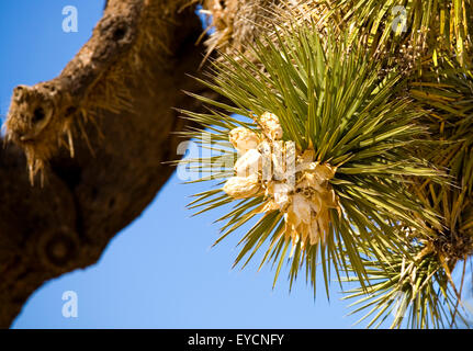 Joshua Tree Nationalpark Stockfoto