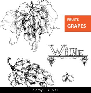 Trauben. Satz der illustration Stock Vektor