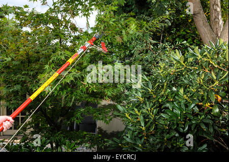 Langstielige Baum Astschere. Stockfoto