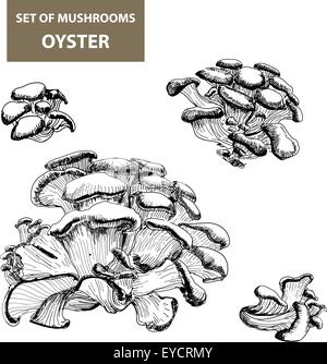 Pilze. Auster. Stock Vektor