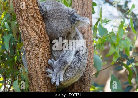 Porträt von Koalabär schlafen im Baum, Australien Stockfoto