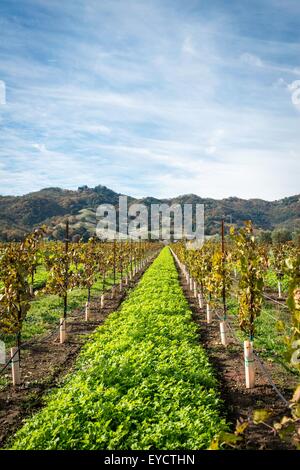 Blick auf Weinberge und Reben, Ukiah, Kalifornien, USA Stockfoto