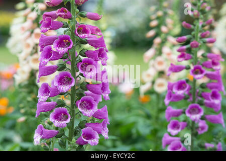 Digitalis Purpurea 'Dalmatinische Purple'. Fingerhut Stockfoto