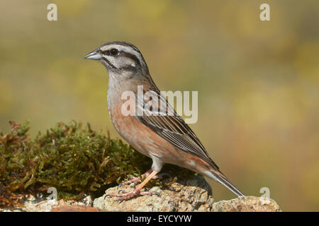 Rock-Bunting (Emberiza cia). Benalmadena, Malaga, Andalusien, Spanien Stockfoto