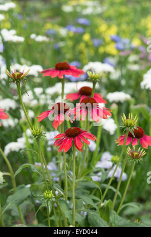 Echinacea Hybrida "Cheyenne Spirit".  Sonnenhut Stockfoto