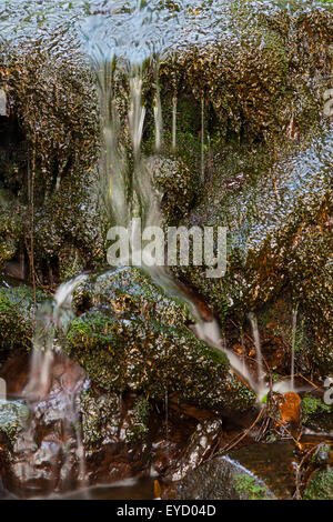 Detail-Aufnahme von einem kleinen Wasserfall in einen Gebirgsbach im hohen Venn, Ardennen, Belgien Stockfoto