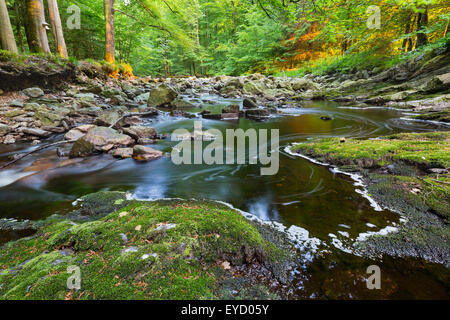 Ein kleiner Gebirgsbach im hohen Venn, Ardennen, Belgien zwischen grünem Moos bedeckt Felsen mit warmen Abendlicht. Stockfoto
