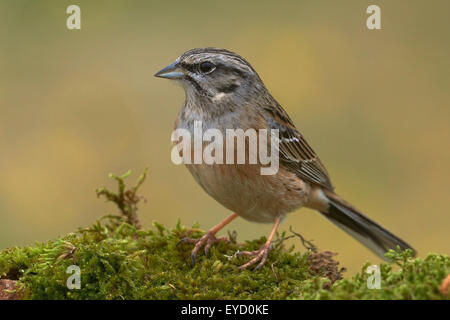 Rock-Bunting (Emberiza cia). Benalmadena, Malaga, Andalusien, Spanien Stockfoto