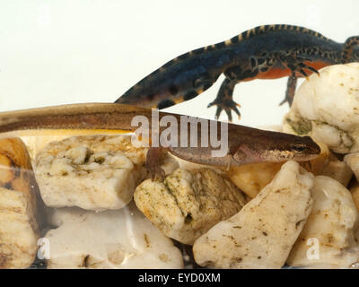 Bergmolch; Ichthyosaura; Maennchen, Weibchen Stockfoto
