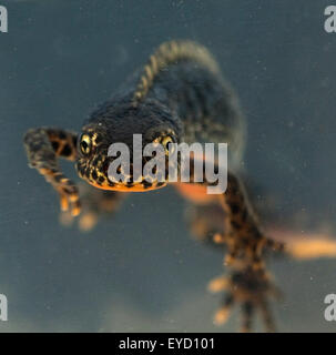 Bergmolch Ichthyosaura Alpestris, Stockfoto
