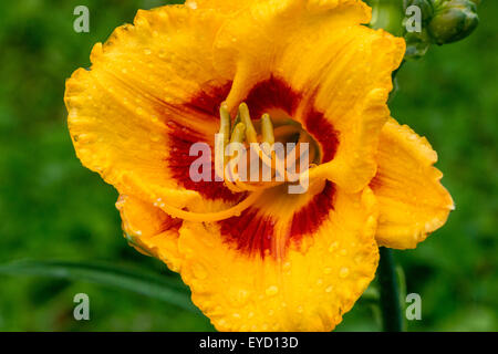 Gelbe und Rote Taglilie Blüte Stockfoto