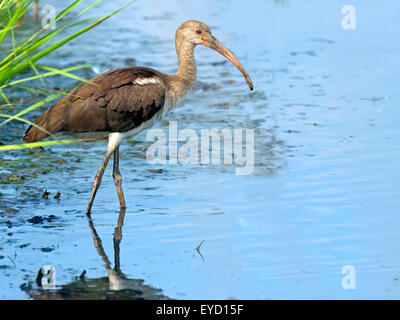 Juvenile weißer Ibis Wandern im Moor Stockfoto