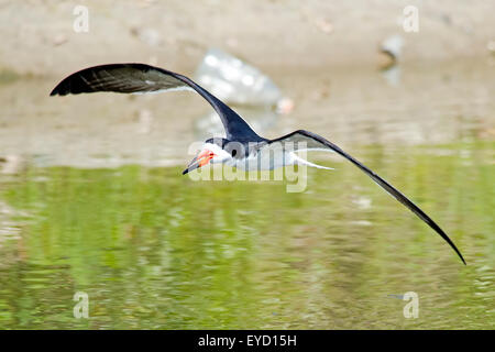 Schwarz-Skimmer im Flug über Wasser. Stockfoto