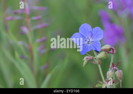 Wiesen-Storchschnabel, Geranium Pratense und Rosebay Weidenröschen Stockfoto