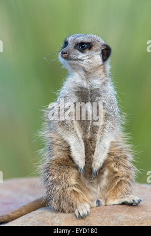 Erdmännchen (Suricata Suricatta) Stockfoto