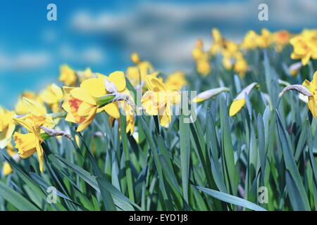 Gruppe von schönen gelben Narzissen über blauen Himmelshintergrund Stockfoto