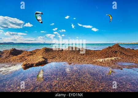 Mediterrane Tapeweed an Land gespült. Denia. Alicante. Valencia Community. Spanien Stockfoto