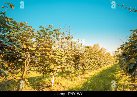 Kiwi-Bäume in Reihen auf der Plantage Stockfoto