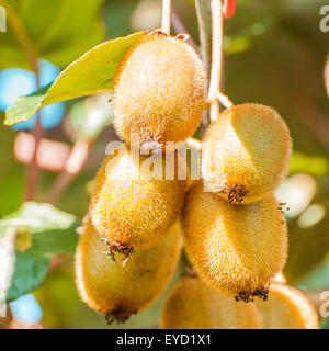 Cluster von Kiwifrucht am Baum Stockfoto