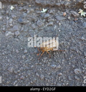 Sommer-Chafer Stockfoto