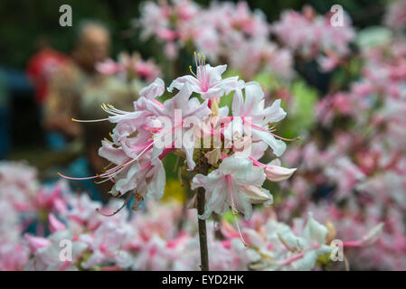 Kanapaha Spring Garden Festival in Gainesville Florida. Stockfoto