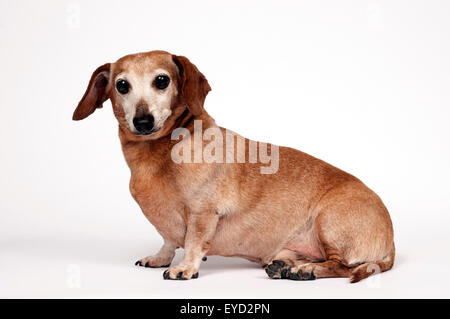 Reife Hundesitting und posieren für Porträt und Blick in die Kamera. Wir freuen uns auf weißem Hintergrund Dackel Stockfoto