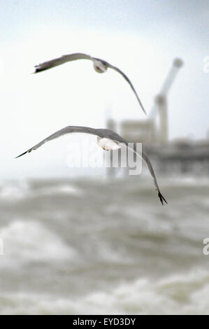 Brighton, East Sussex, Großbritannien. Juli 2015. Starker Wind und raues Meer an der Südküste. Möwen kämpfen gegen den Wind. Ende des Brighton Pier im Hintergrund Stockfoto